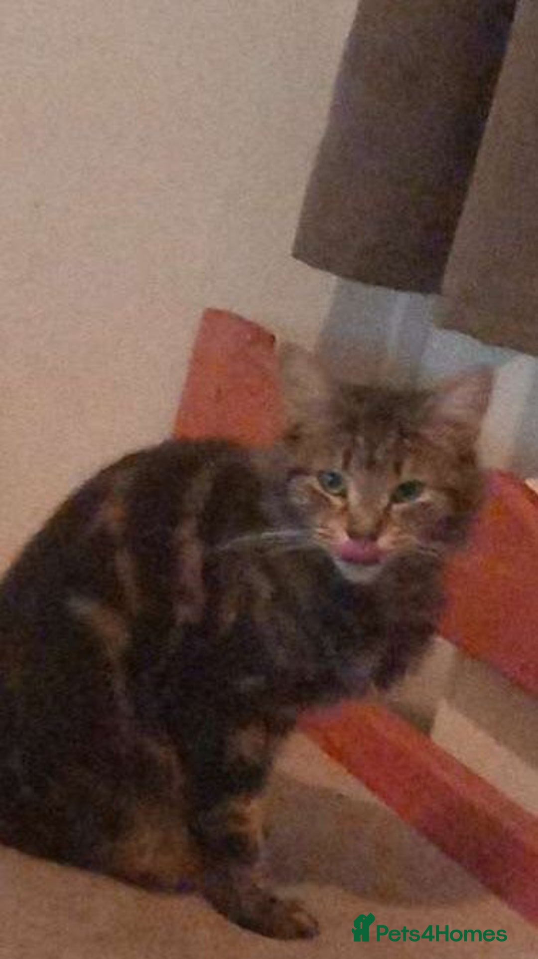 Mixed Breed cats for sale: Kiki/kiara  - Advert 6