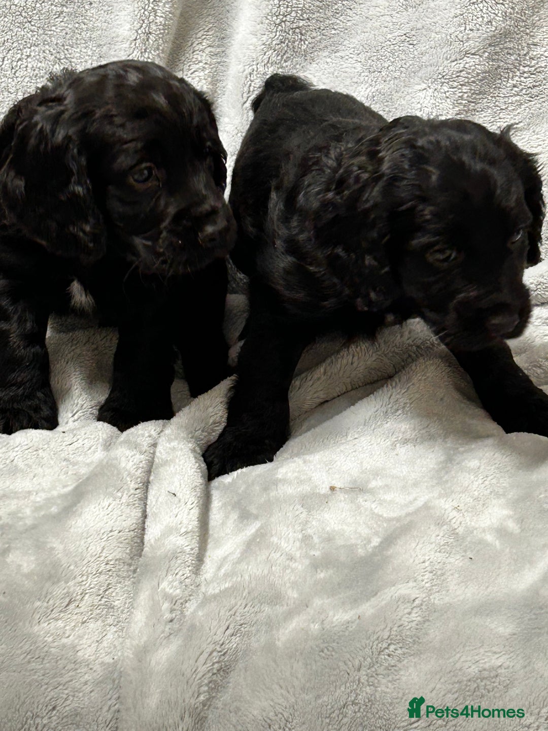 Cocker Spaniel dogs for sale: ✨ Cuddles Await from our Cocker Spaniel Pups  - Advert 13
