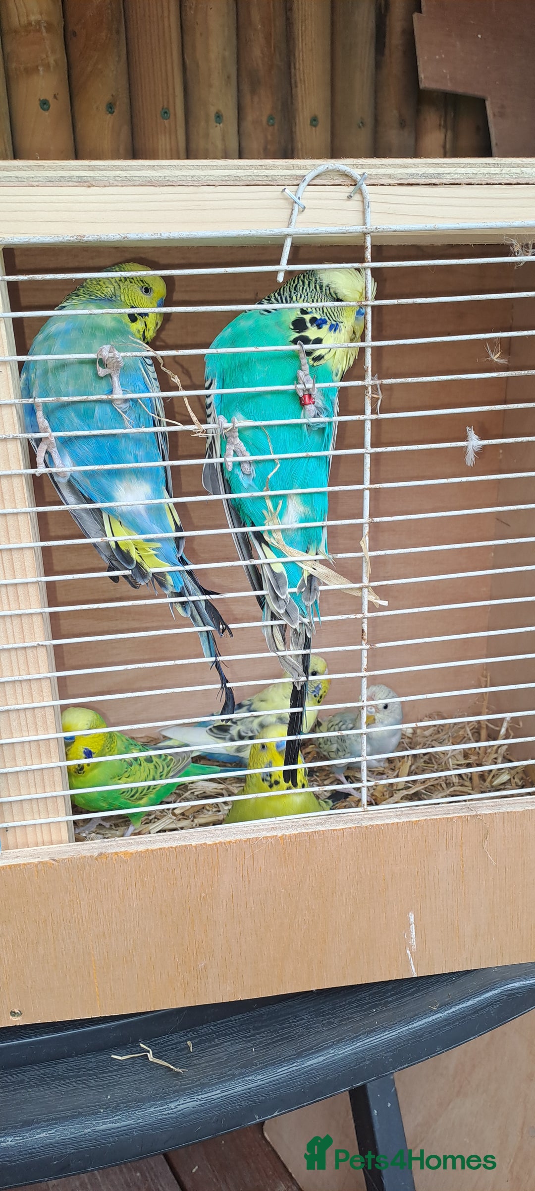 Budgerigars birds for sale: Joblot of mixed budgies  - Image 1