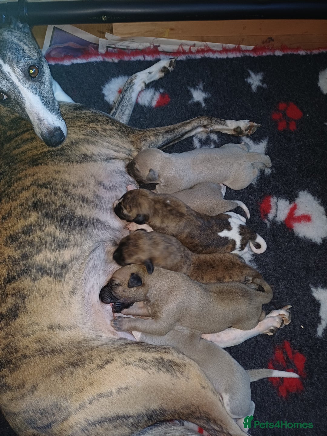 Whippet dogs for sale: KC  REG WHIPPET PUPS - Advert 26