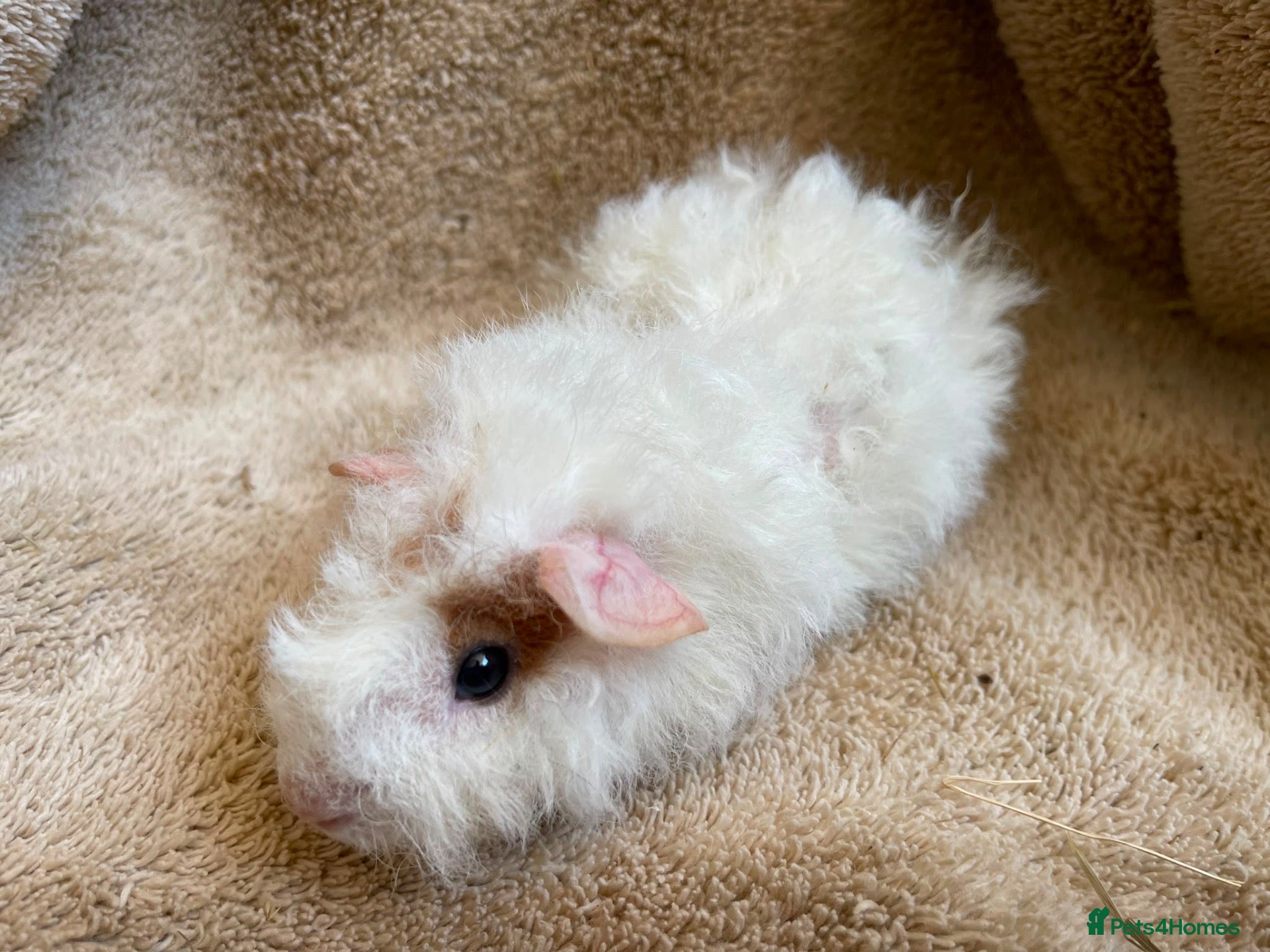 Guinea Pig rodents Baby boar guinea pigs  - Advert 10