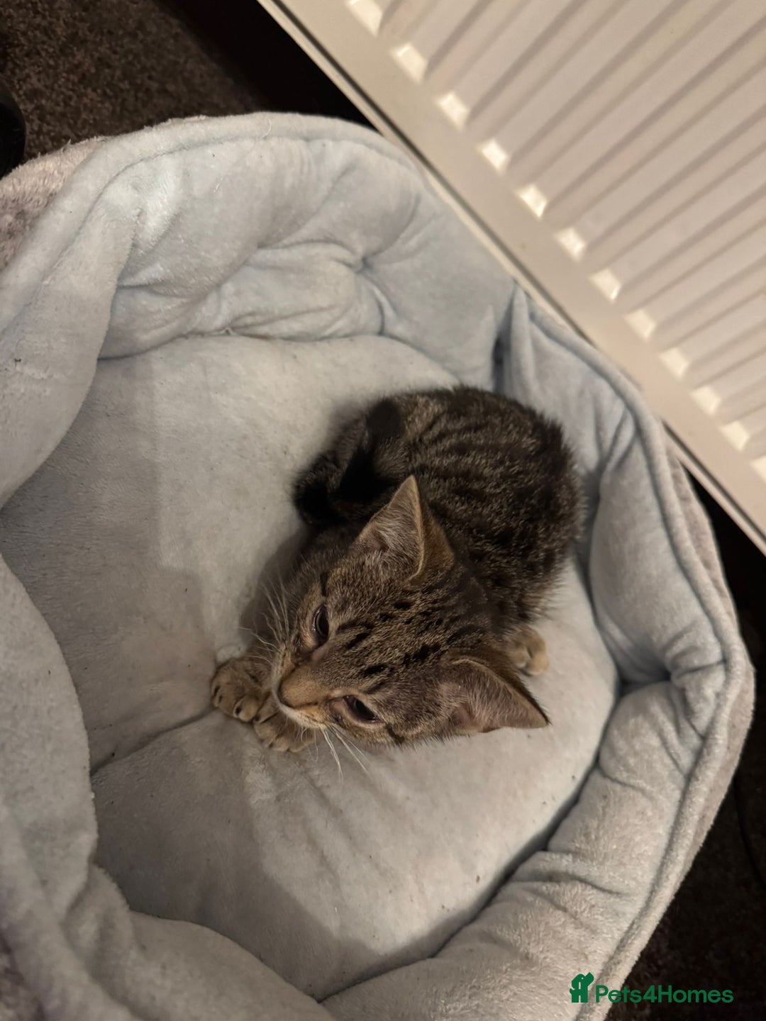 American Shorthair cats for sale: Two Tabby Kittens - Advert 10