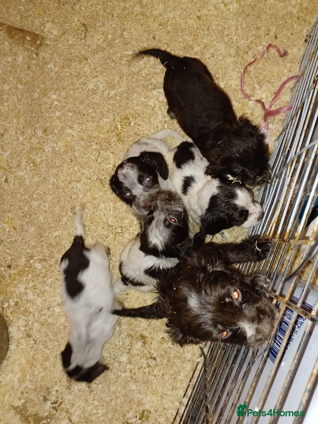 Cocker Spaniel dogs for sale: Working cocker spaniel  - Image 16