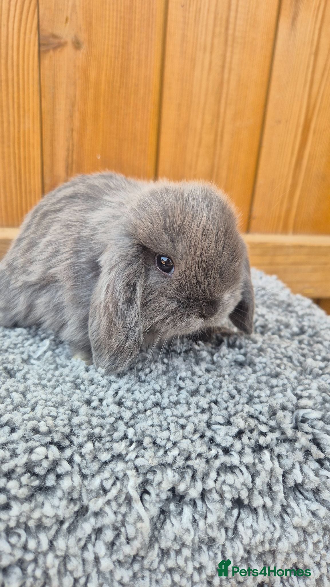 Mini Lop rabbits Mini Lop babies ready to reserve  - Advert 2