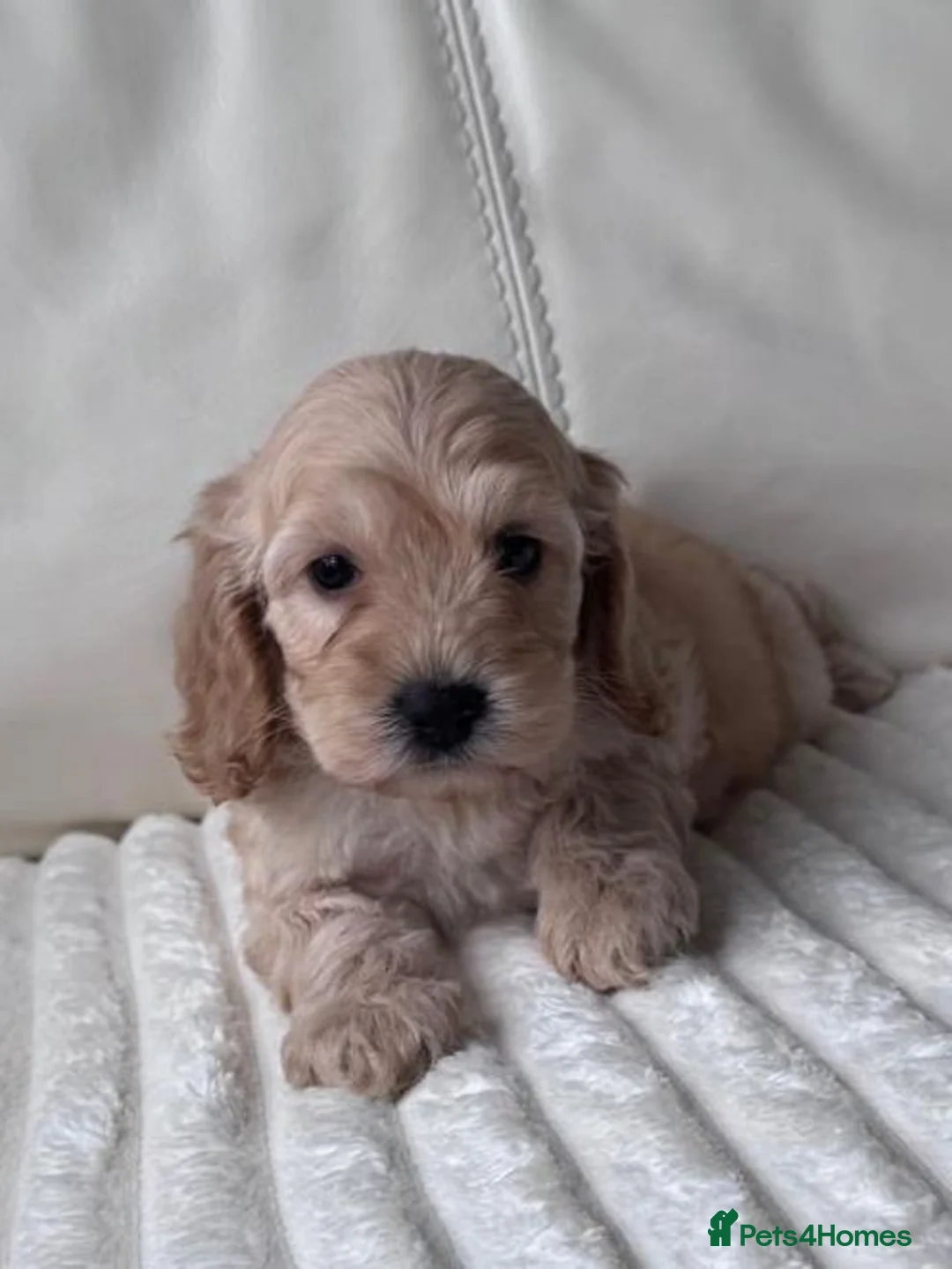 Cockapoo dogs for sale: Cockerpoo puppy - Advert 2