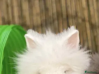 Lionhead rabbits Female lion head for sale - Advert 2