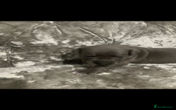 Staffordshire Bull Terrier dogs for sale: KC Reg Staffy Puppies Ready 3rd Dec - Image 10