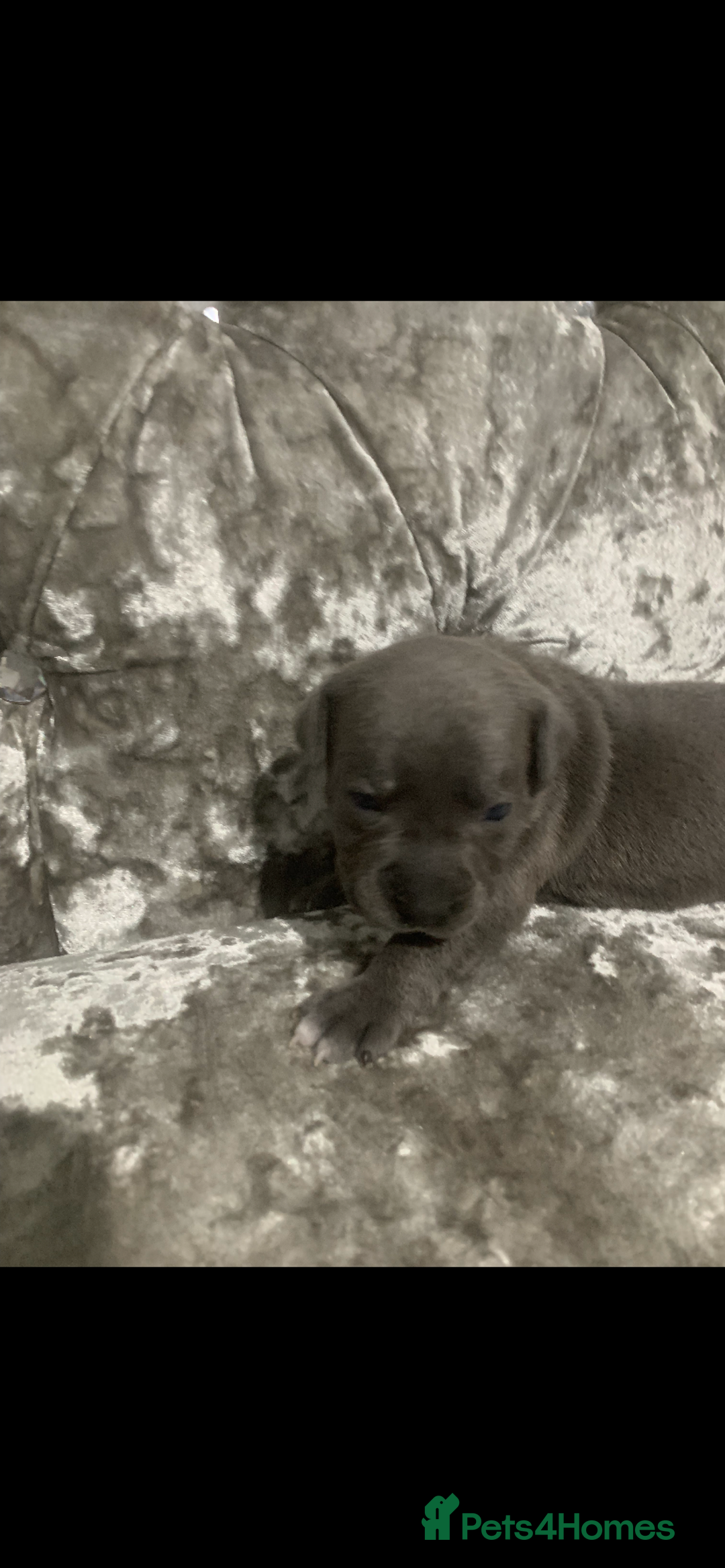 Staffordshire Bull Terrier dogs for sale: KC Reg Staffy Puppies Ready 3rd Dec - Image 10