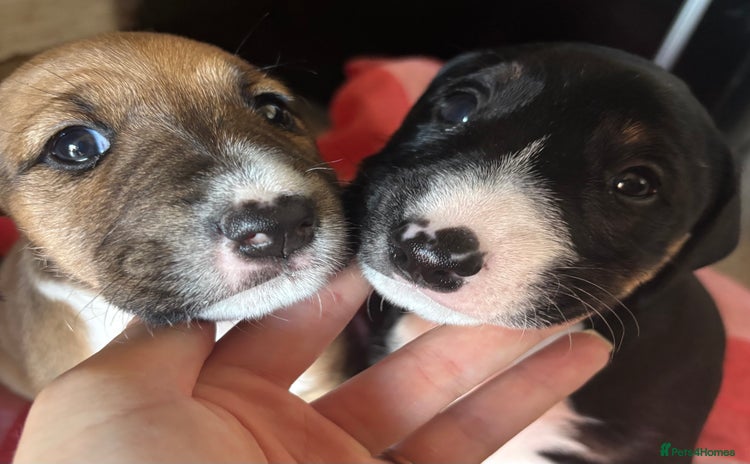 Mixed Breed dogs - Advert 12