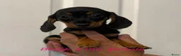 Miniature Dachshund dogs for sale: Miniature dachshund  - Advert 5