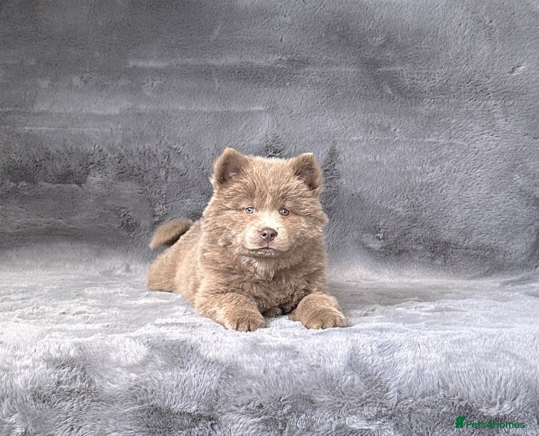 Siberian Husky dogs for sale: Stunning exotic colour chowsky puppies for sale - Image 20