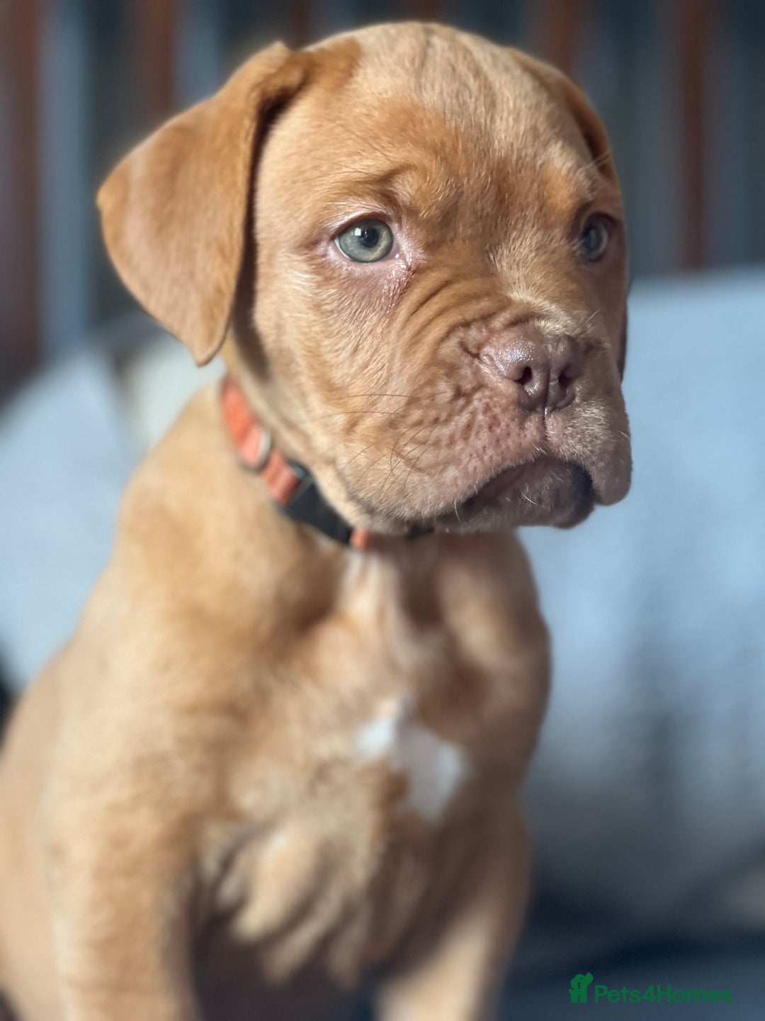 Dogue De Bordeaux dogs for sale: Kc registered Dogue de bordeaux puppies  - Image 38