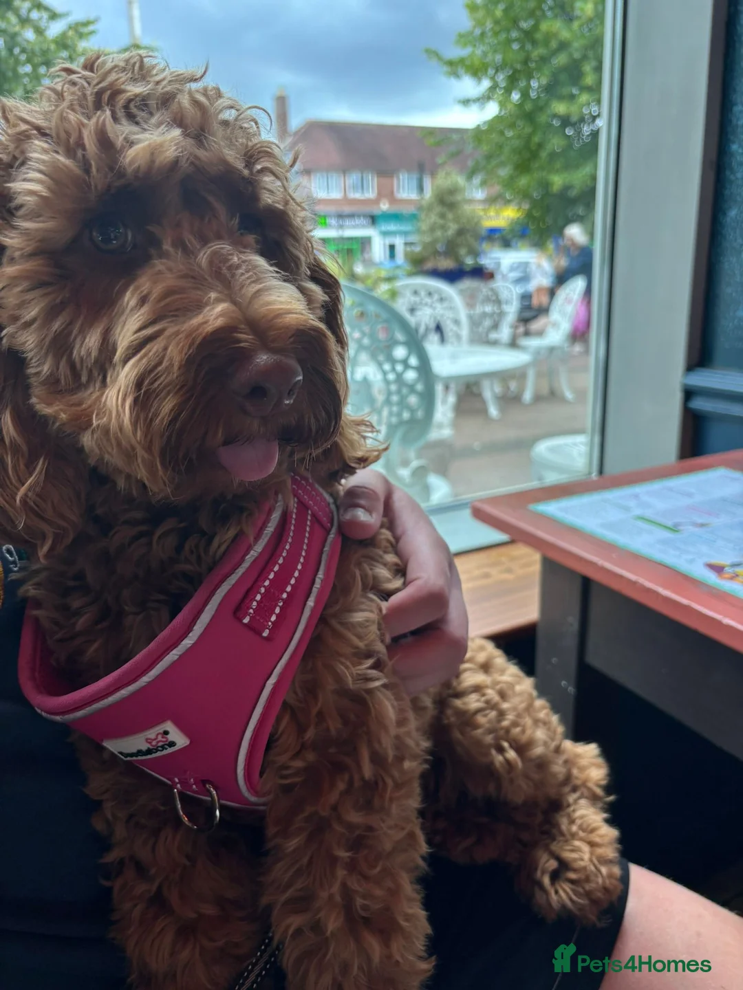 Cockapoo dogs for sale: Gorgeous Red F1 Cockerpoo for sale in Birmingham - Advert 8
