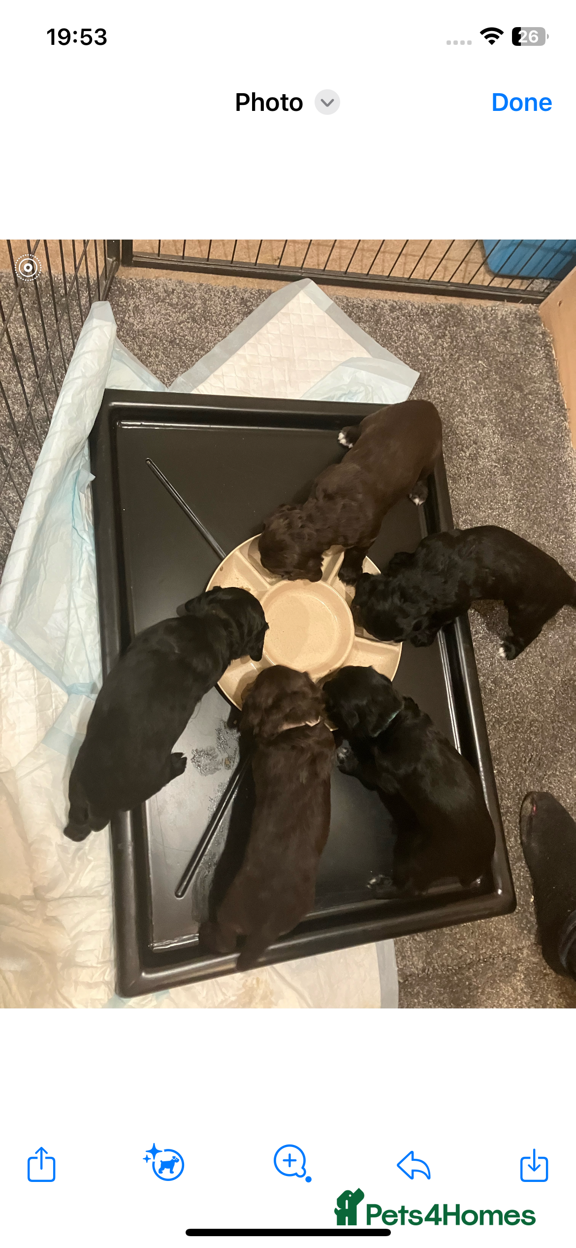 Cocker Spaniel dogs Working cocker spaniel puppies - Advert 10