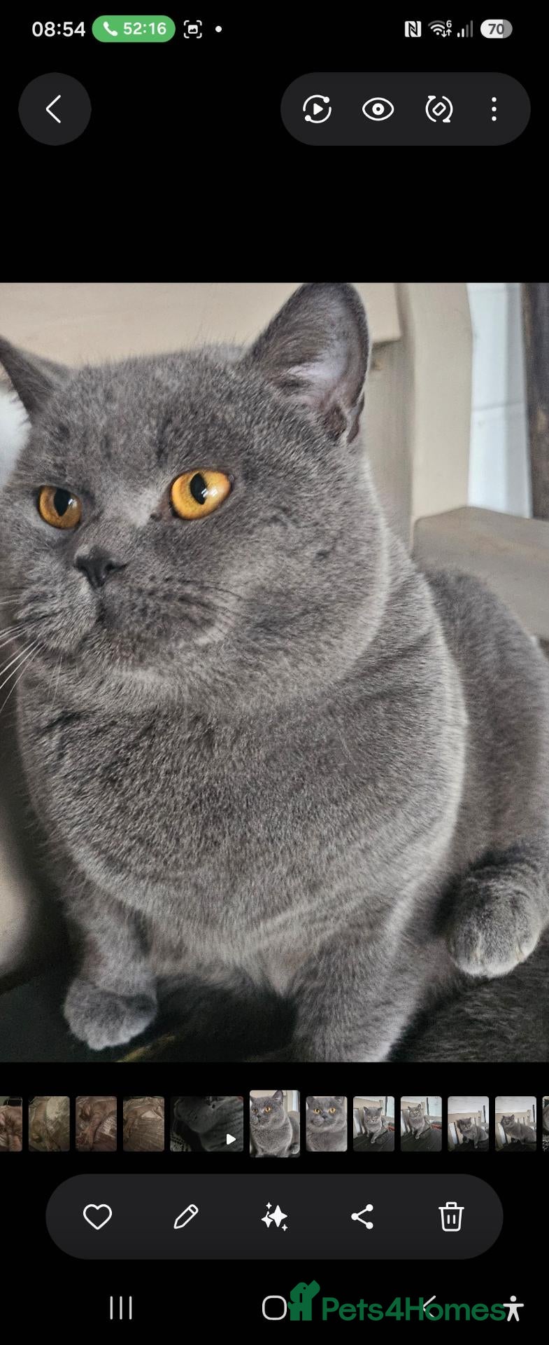 British Shorthair cats Neutered Blue Boy - Advert 17