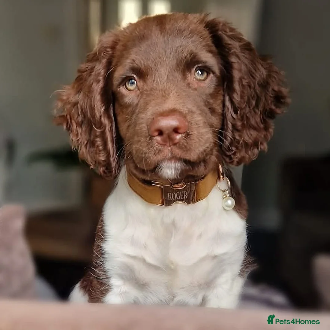 English Springer Spaniel dogs for stud: English Springer Spaniel STUD - Advert 6