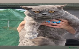 British Shorthair cats for sale: British blue shorthair kittens  - Image 13