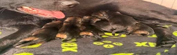 German Shepherd dogs for sale: 🐾 German Shepherd Puppies – ready 18th July - Advert 9