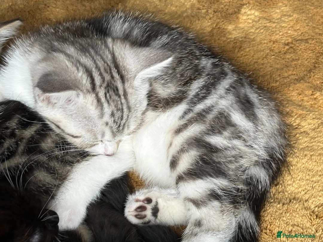 Mixed Breed cats for sale: Kittens looking for a new loving home  - Advert 14