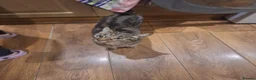 Mixed Breed cats for sale: 4 Tabby kittens - Advert 1