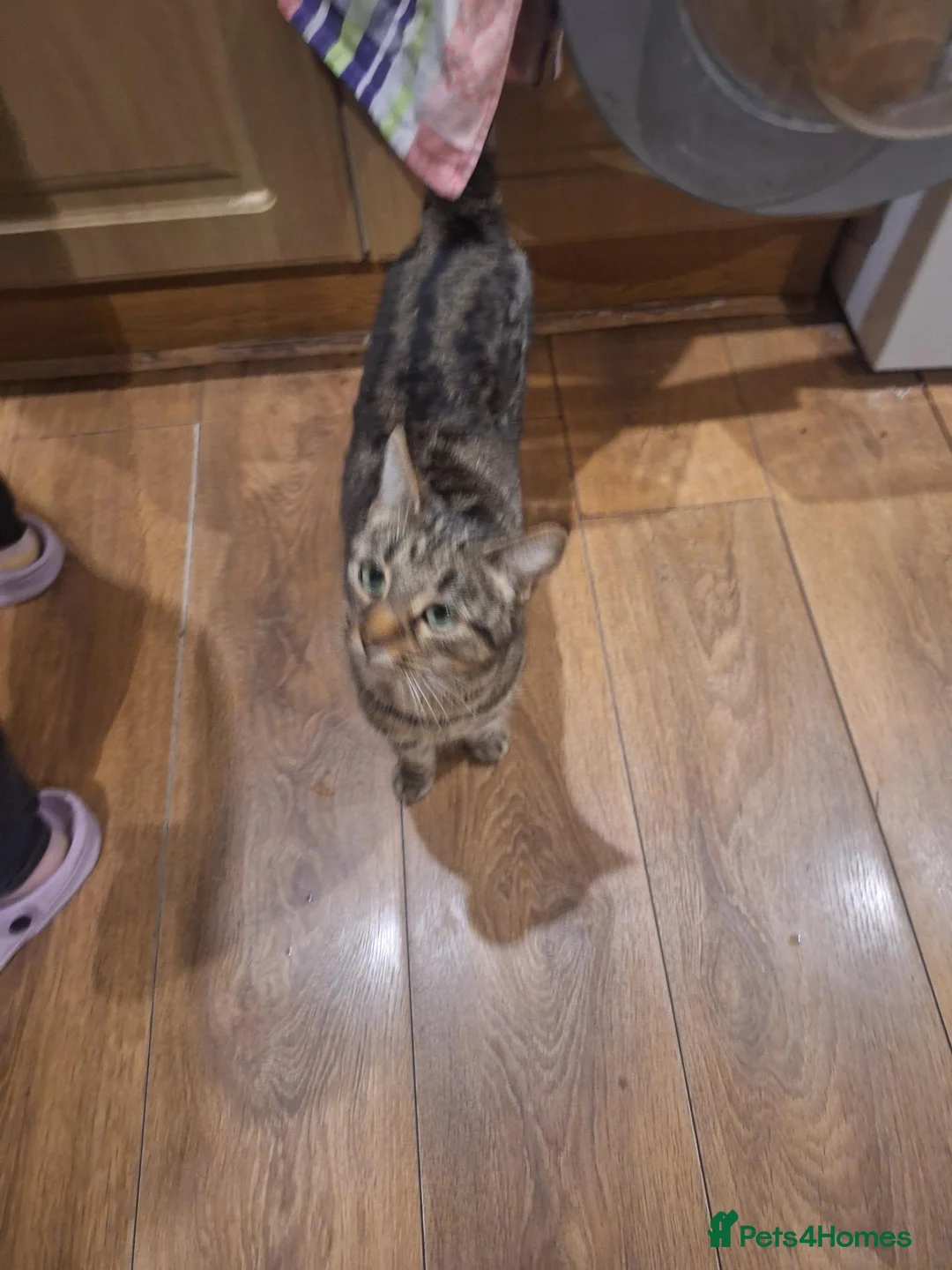 Mixed Breed cats for sale: 4 Tabby kittens - Advert 1