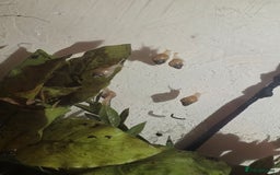 Snails invertebrates for sale: Ggghhg - Image 4