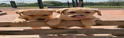 Labrador Retriever dogs for sale: Gorgeous Yellow KC Labs - Advert 6