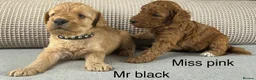 Double Doodle dogs for sale: A REALLY EXCITING MIX OF BREEDS. GORGEOUS!!! - Advert 4