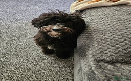 Maltipoo dogs for sale: 6 months old maltipoo - Image 1