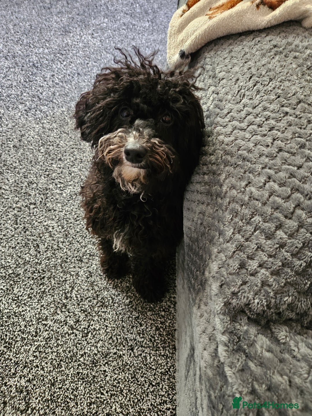 Maltipoo dogs for sale: 6 months old maltipoo - Image 1