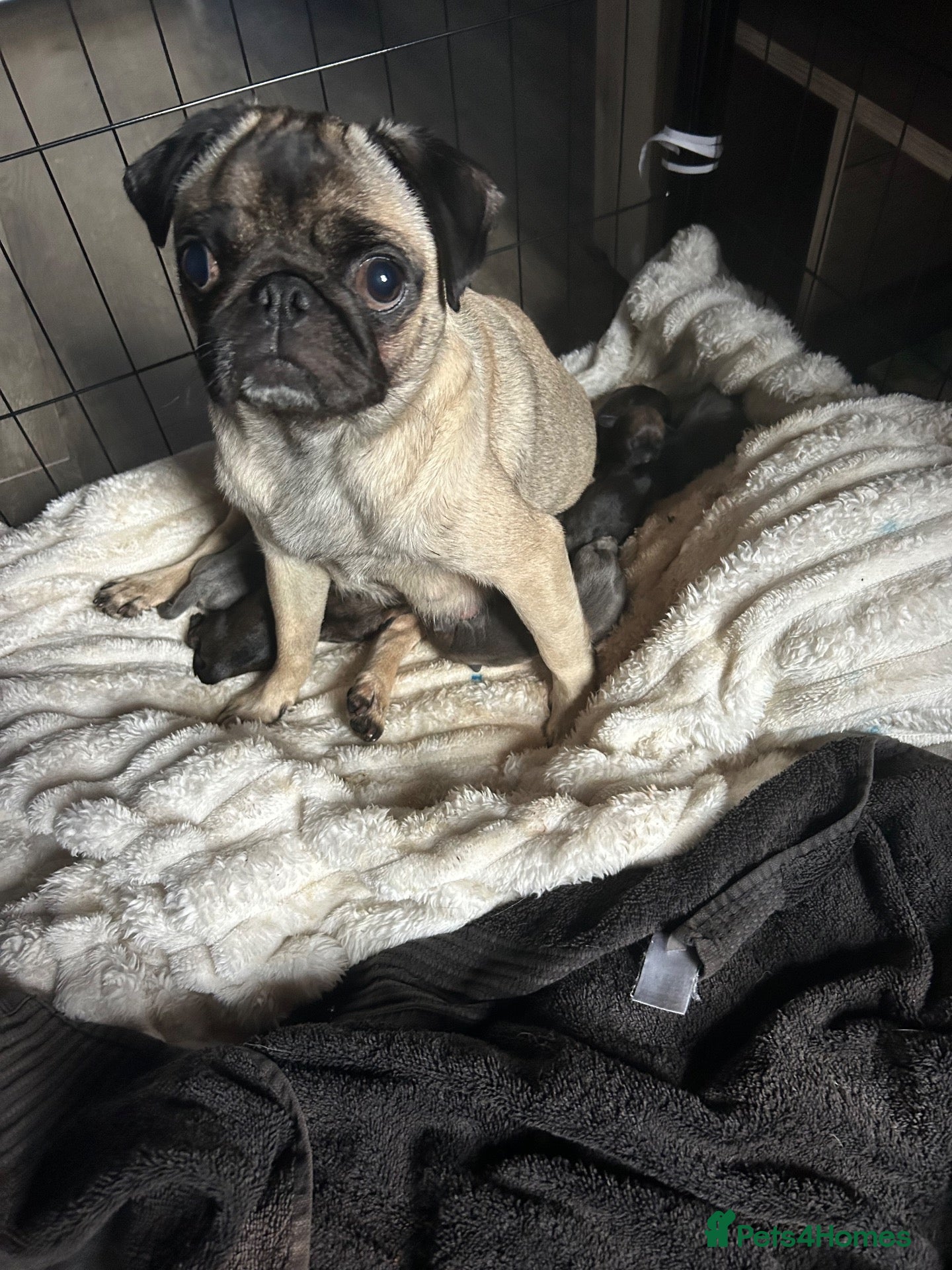 Mixed Breed dogs Donna  - Advert 1