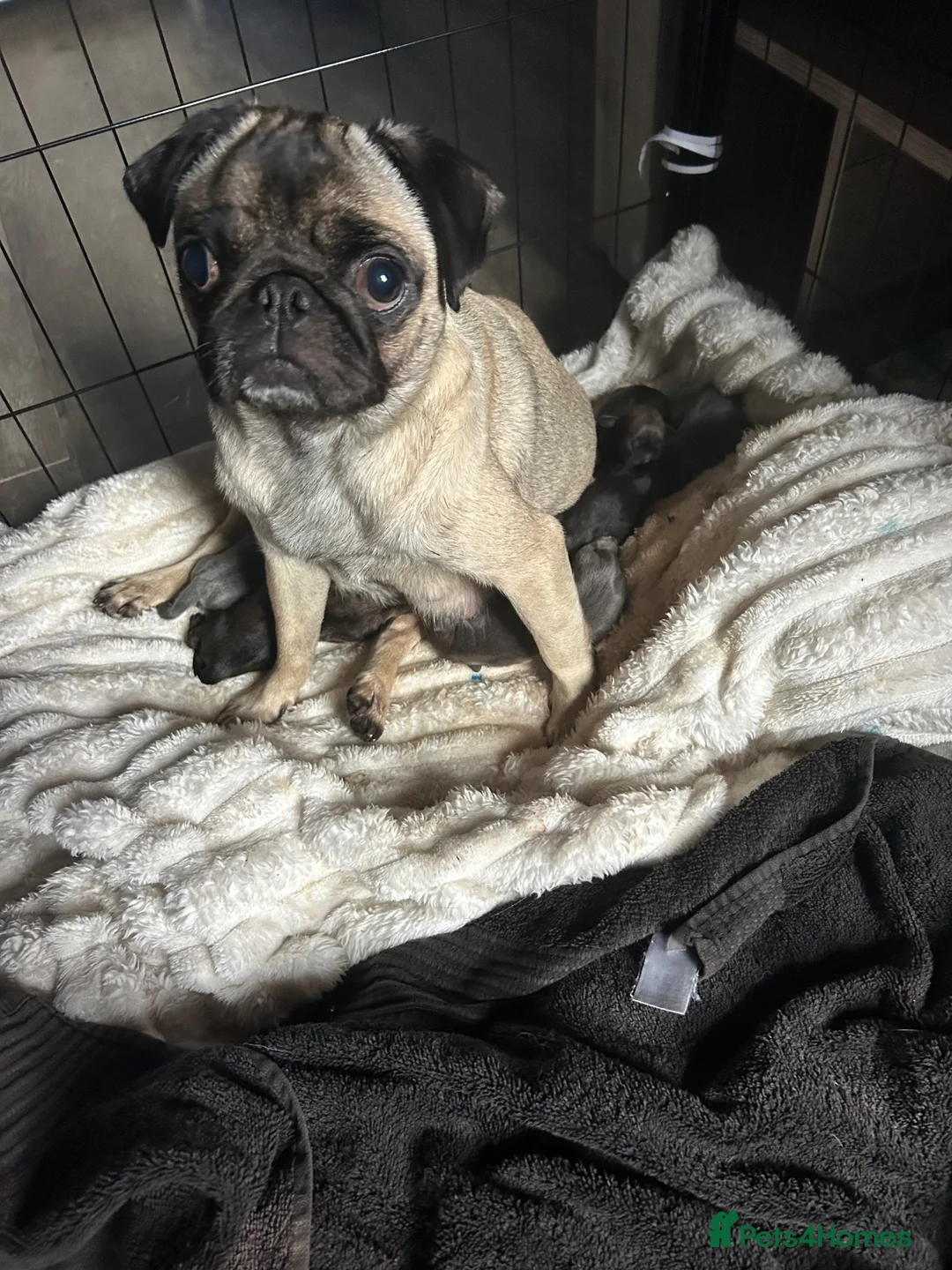 Mixed Breed dogs for sale: Donna  in Bridgnorth - Advert 1
