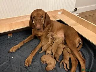 Hungarian Vizsla dogs Hungarian Vizla puppies - Advert 1