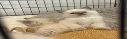 Ragdoll cats for sale: Kittens female, male in Grimsby - Advert 3