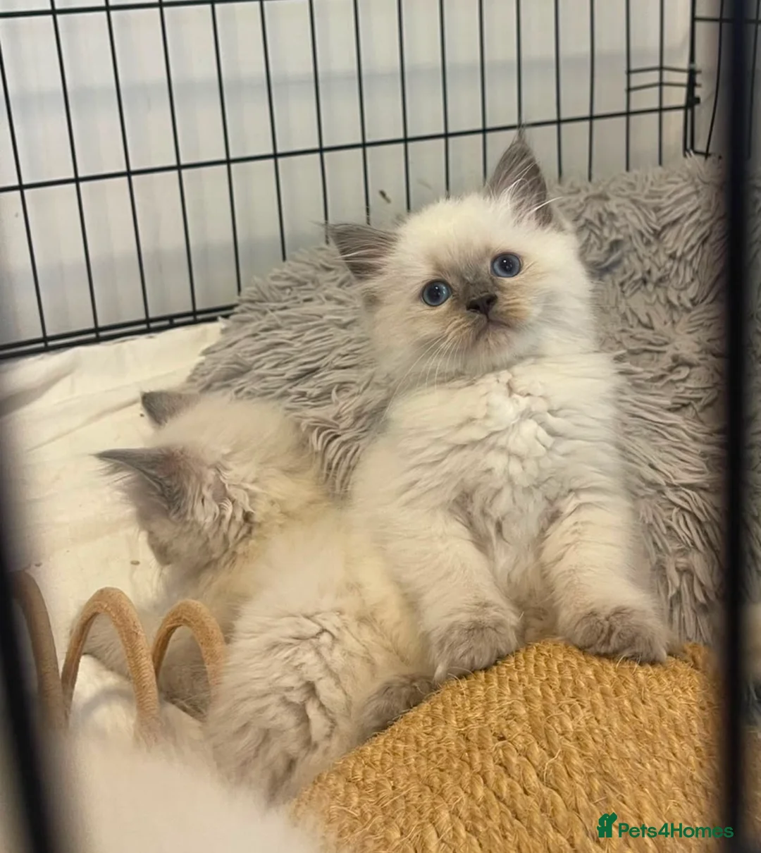 Ragdoll cats for sale: Kittens female, male in Grimsby - Advert 3