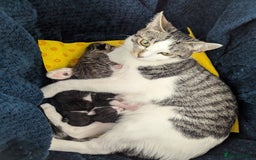 Domestic Shorthair cats for sale: Male kitten  - Image 3