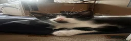 Domestic Shorthair cats for sale: Beautiful Energetic Tuxedo Boy — 10 Weeks Old! in Isleworth - Advert 2