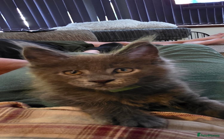 Maine Coon cats - Advert 12