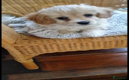 Cavachon dogs for sale:  🐾 Cavapoochon Puppies! 🐾 - Image 20