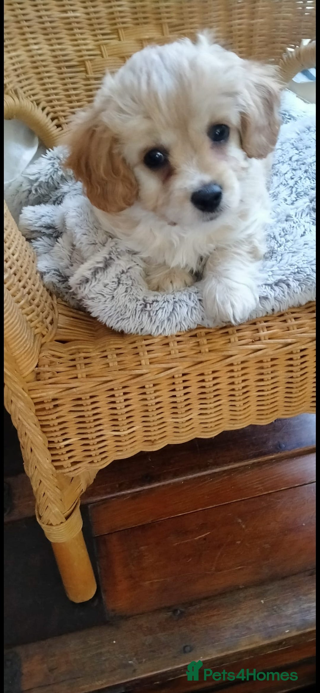 Cavachon dogs for sale:  🐾 Cavapoochon Puppies! 🐾 - Image 20