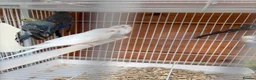 Budgerigars birds for sale: Budgies  - Advert 5