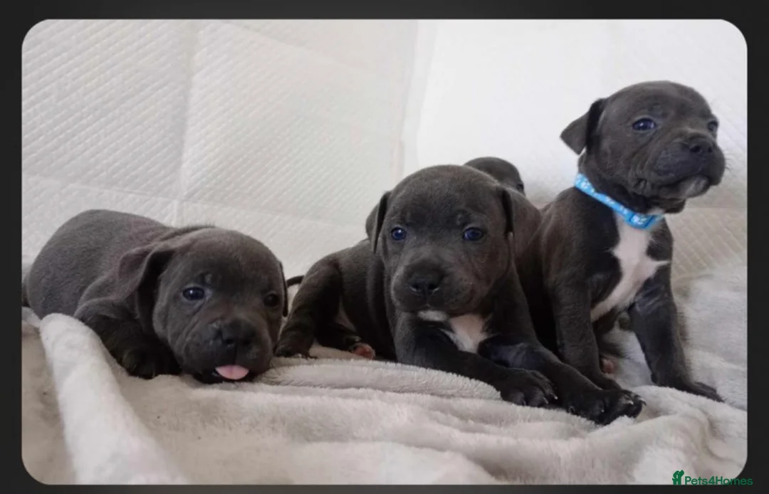 Staffordshire Bull Terrier dogs for stud: VALGLO TOP GUN -BLUE CARRIER in Dudley - Advert 17