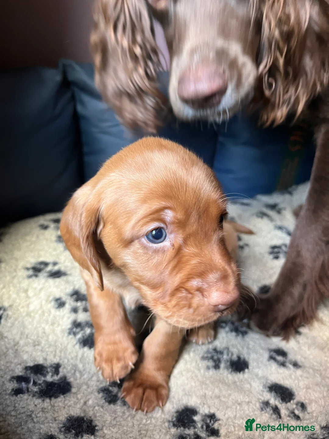 Mixed Breed dogs for sale: Beautiful Vizsla × Red Fox Lab × Working Cocker  - Advert 6