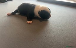 Mixed Breed dogs for sale: StaffyXAmerican bulldog puppies  - Image 21