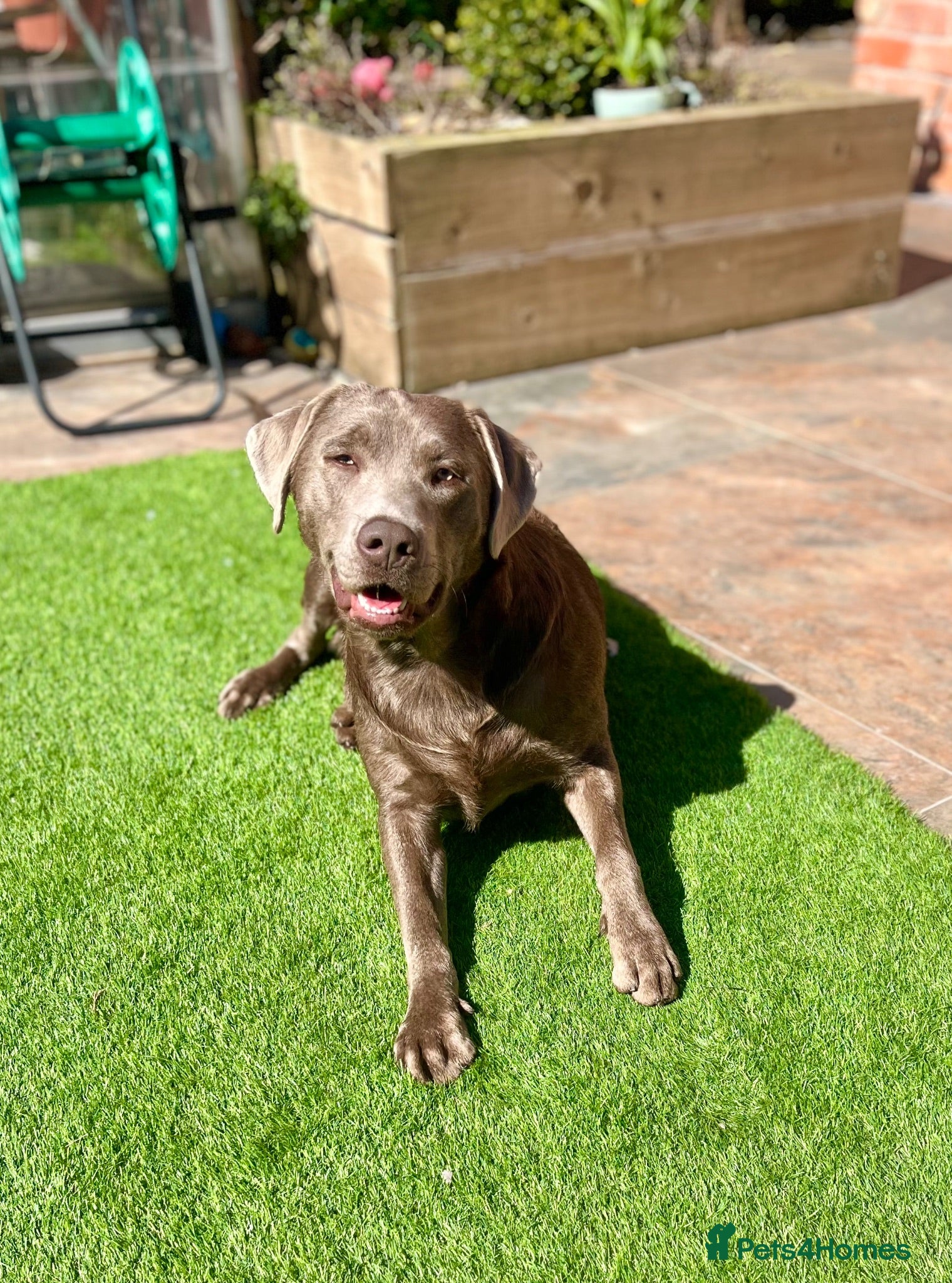 Labrador Retriever dogs 🐾🐕 New healthy, clean happy Labrador KC pup - Advert 4