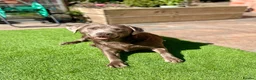 Labrador Retriever dogs for sale: 🐾🐕 New healthy, clean happy Labrador KC pup - Advert 8