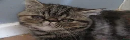 Exotic cats for sale: Gorgeous Exotic kittens - Advert 7