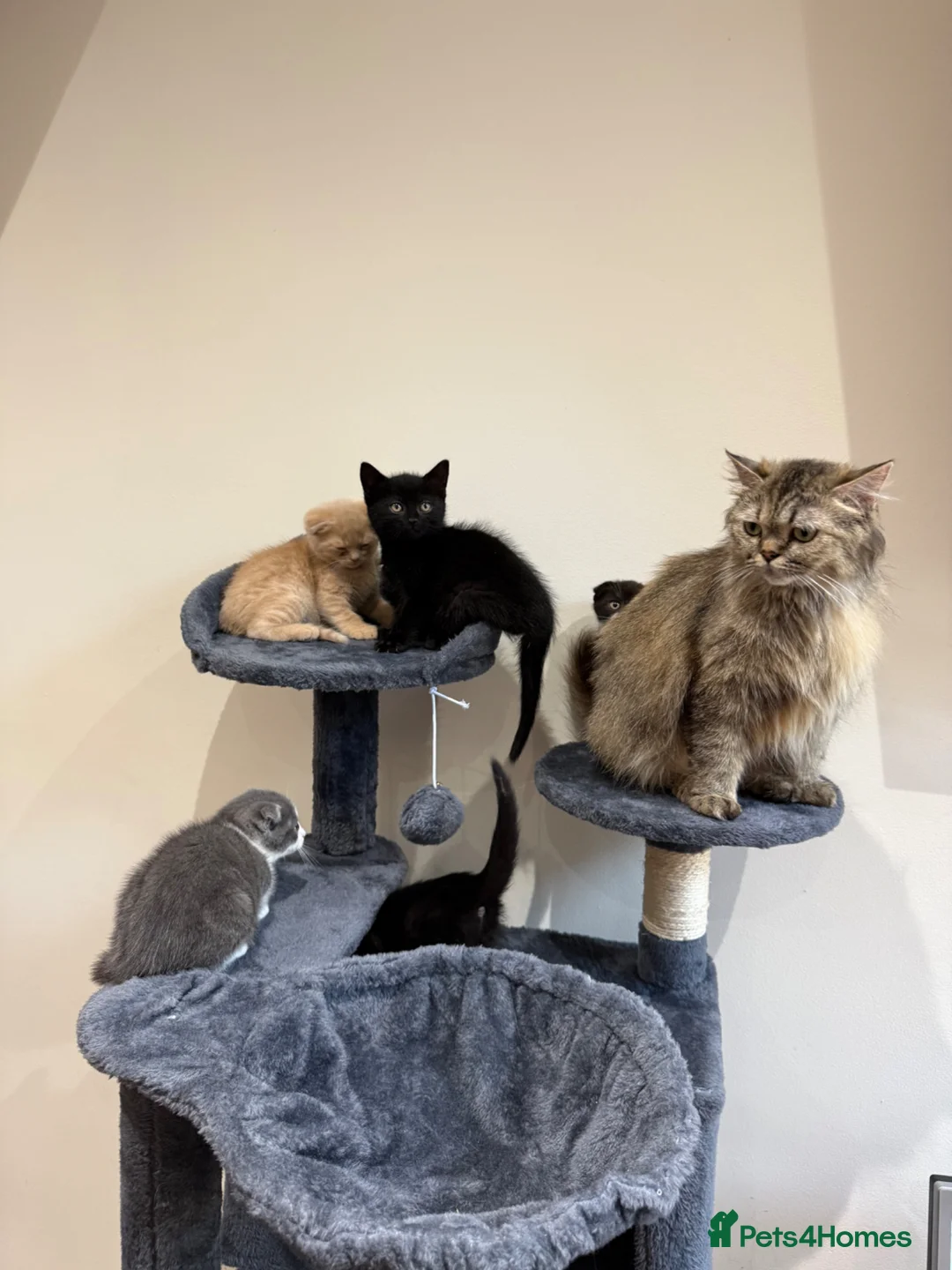 Mixed Breed cats for sale: 5 Beautiful kittens for sale  in Leeds - Advert 2