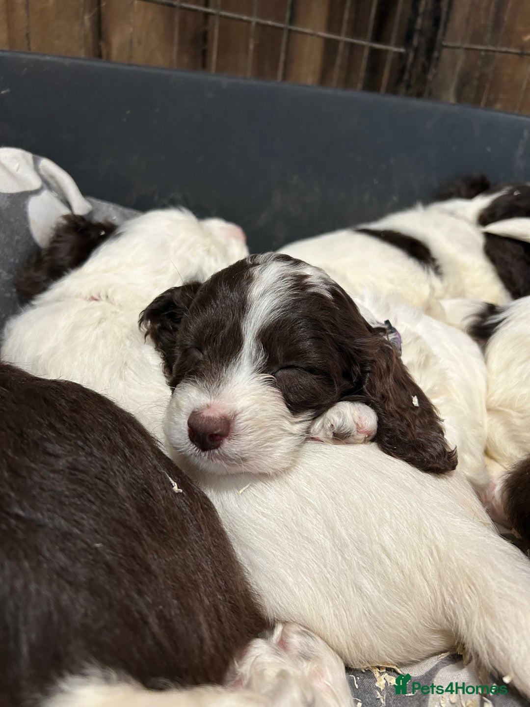 Sproodle dogs for sale: Sproodle Puppies Ready For Their Forever Homes - Image 9