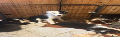 Border Collie Puppy 3